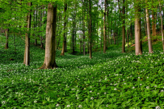 BÄRLAUCHWALD