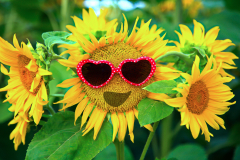 Sonnenblume mit Sonnenbrille