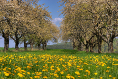 Frühlingserwachen