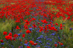 Kornblumen-im-Mohnfeld