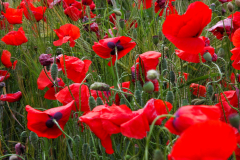 Mohnblumen