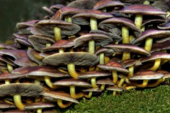 Pilzinfassion