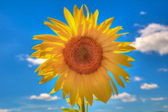 Sonnenblume