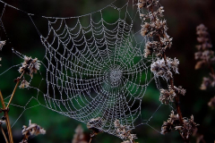 Spinnennetz