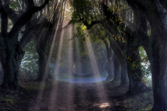 Sonne Nebel Licht Allee