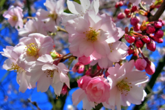 Kirschblüte Frühlingserwachen