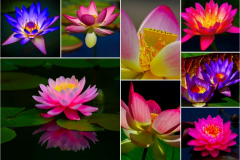 Lotosblumen Collage