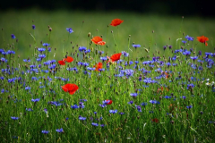 Blumenwiese