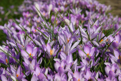 Elfenkrokus