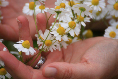 Kamillenblüte