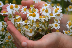 Kamillenblüten