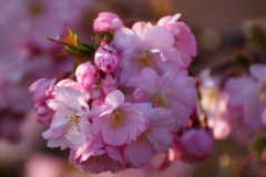 Kirschblüte