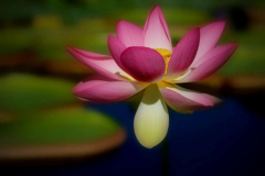 Lotusblüte 2