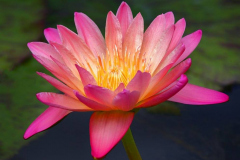 Lotusblüte