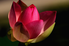 Lotusblume