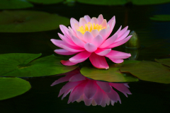 Lotosblume