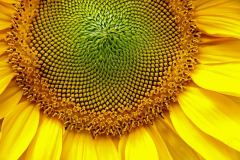 Sonnenblume