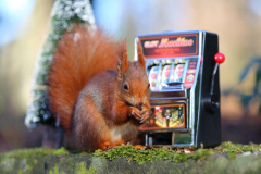 Eichhörnchen Slot Maschine