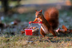 Eichhörnchen mit Einkaufswagen