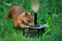 Eichhörnchen Nüsse