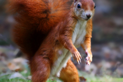 Eichhörnchen Karate Kid