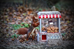 Eichhörnchen mit Nussgrabber