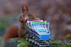 Eichhörnchen mit Einkaufswagen