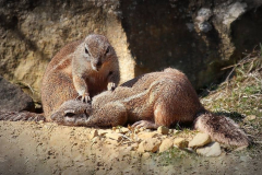 Kap-Borstenhoernchen