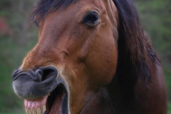 Lachendes Pferd