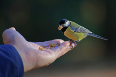 Meise-auf-der-Hand