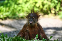 Orang Utang Baby