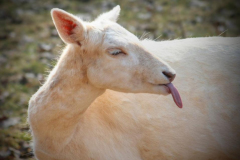 Keinen Bock