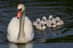 Schwan mit Babys