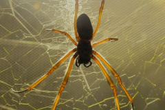 Spinne