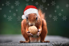 Weihnachtshoernchen