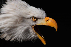 Weisskopfseeadler