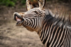 Zebra lacht