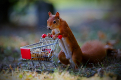 Eichhörnchen mit Einkaufswagen