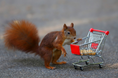 Eichhörnchen mit Einkaufswagen