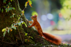 Eichhörnchen