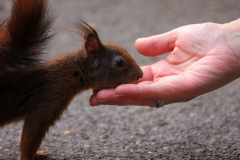 Eichhörnchen Zutraulichkeit