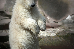 Eisbär Baby
