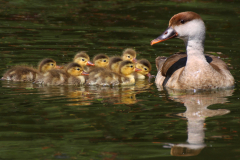 Entenfamilie