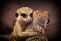 Erdmännchen umarmen sich