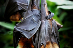 Fledermaus