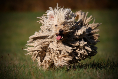 Hund Puli
