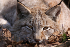 Luchs auf der Lauer