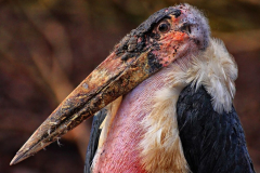 Marabu