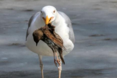 Möve trägt einen toten Vogel