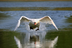 Schwan im Flug